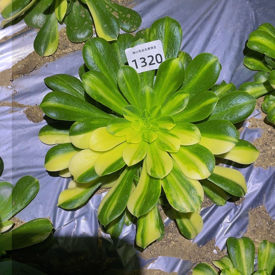 1320五彩琉璃多肉植物