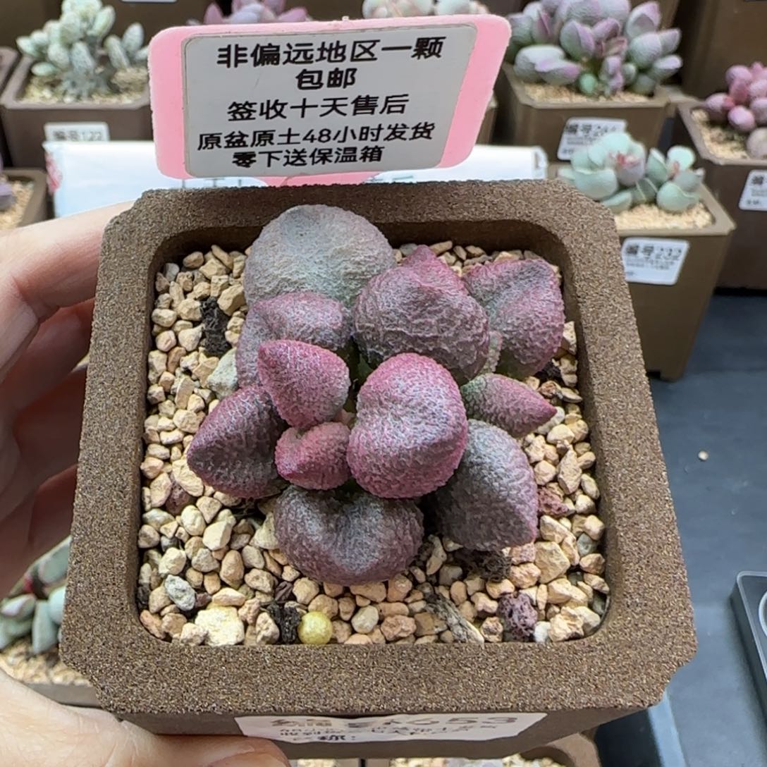 653水蜜桃多肉植物