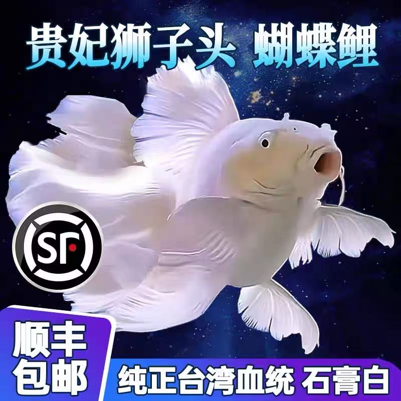 赛级纯种台湾蝴蝶鲤大鳍大尾白短球活体发货
