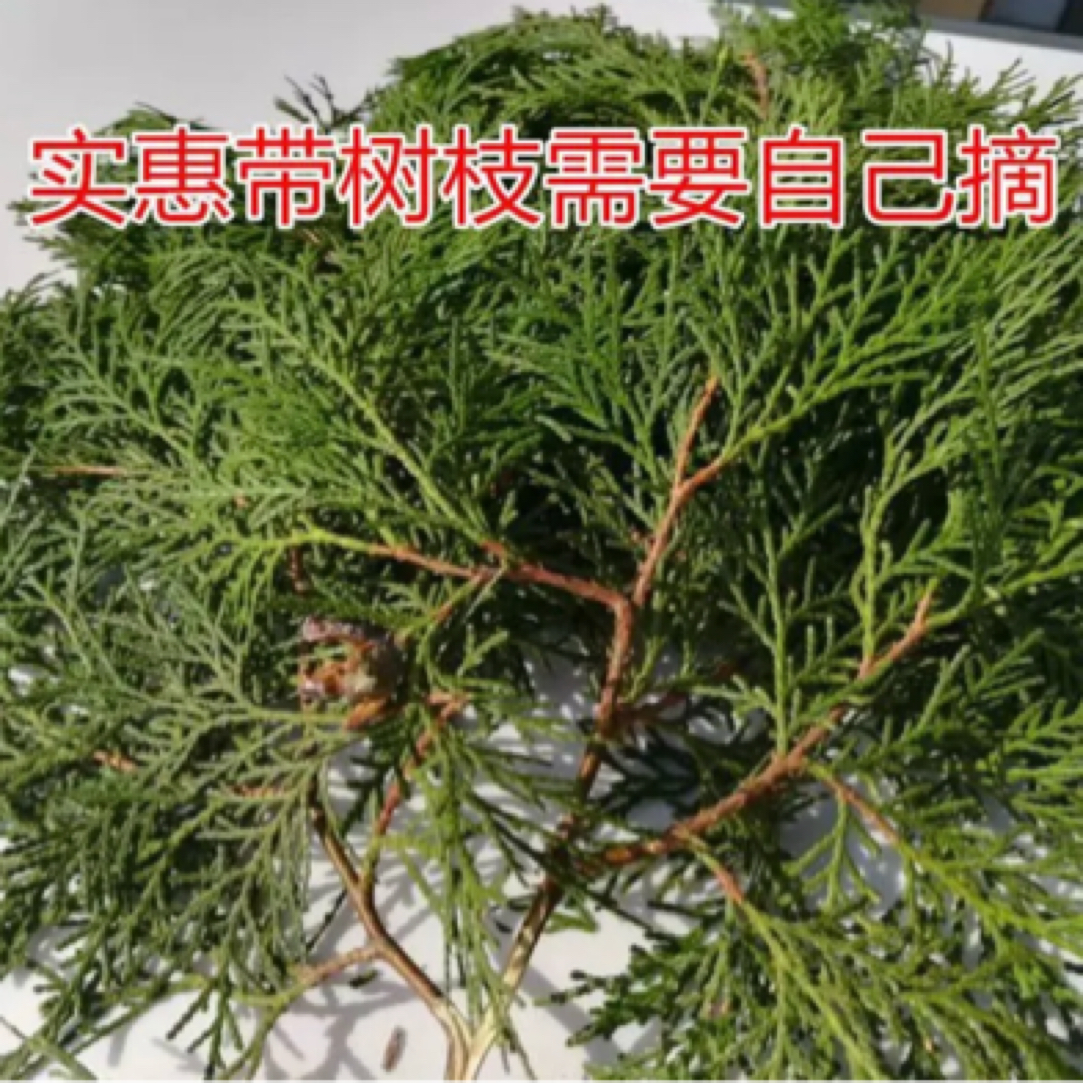正宗野生侧柏叶新鲜扁柏叶柏树叶洗头养发护发泡酒柏树枝叶地胆头