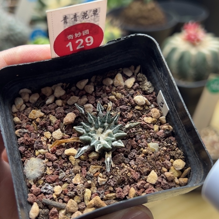 实生姬牡丹2.9cm一棵仙人球