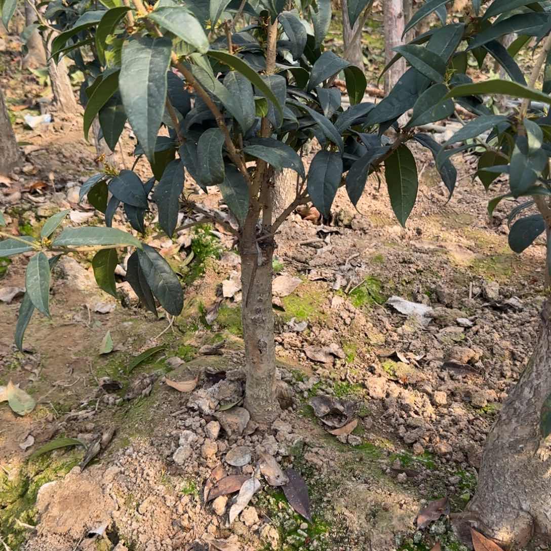 明***好桂花。四季桂系列