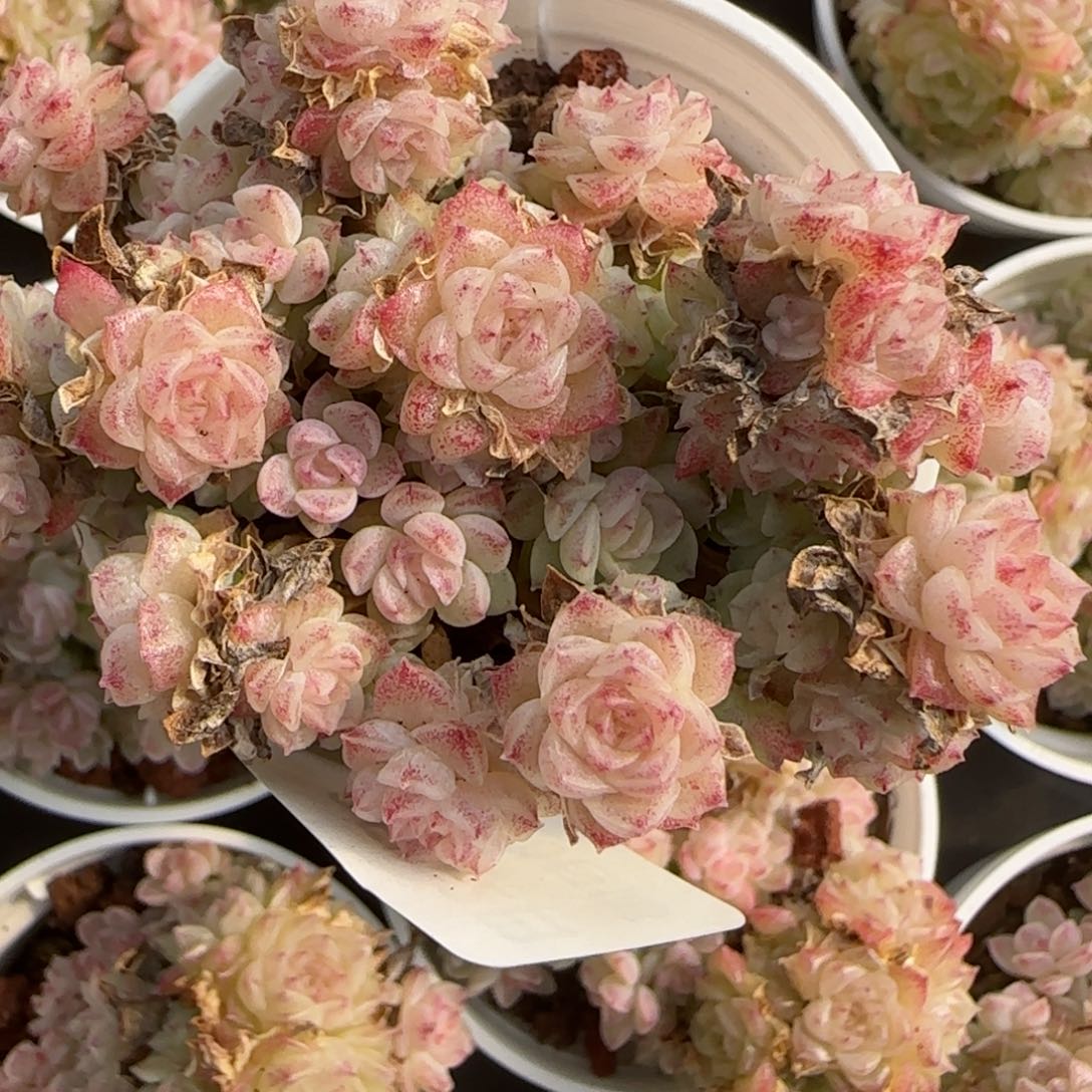 花语逸境0212-465