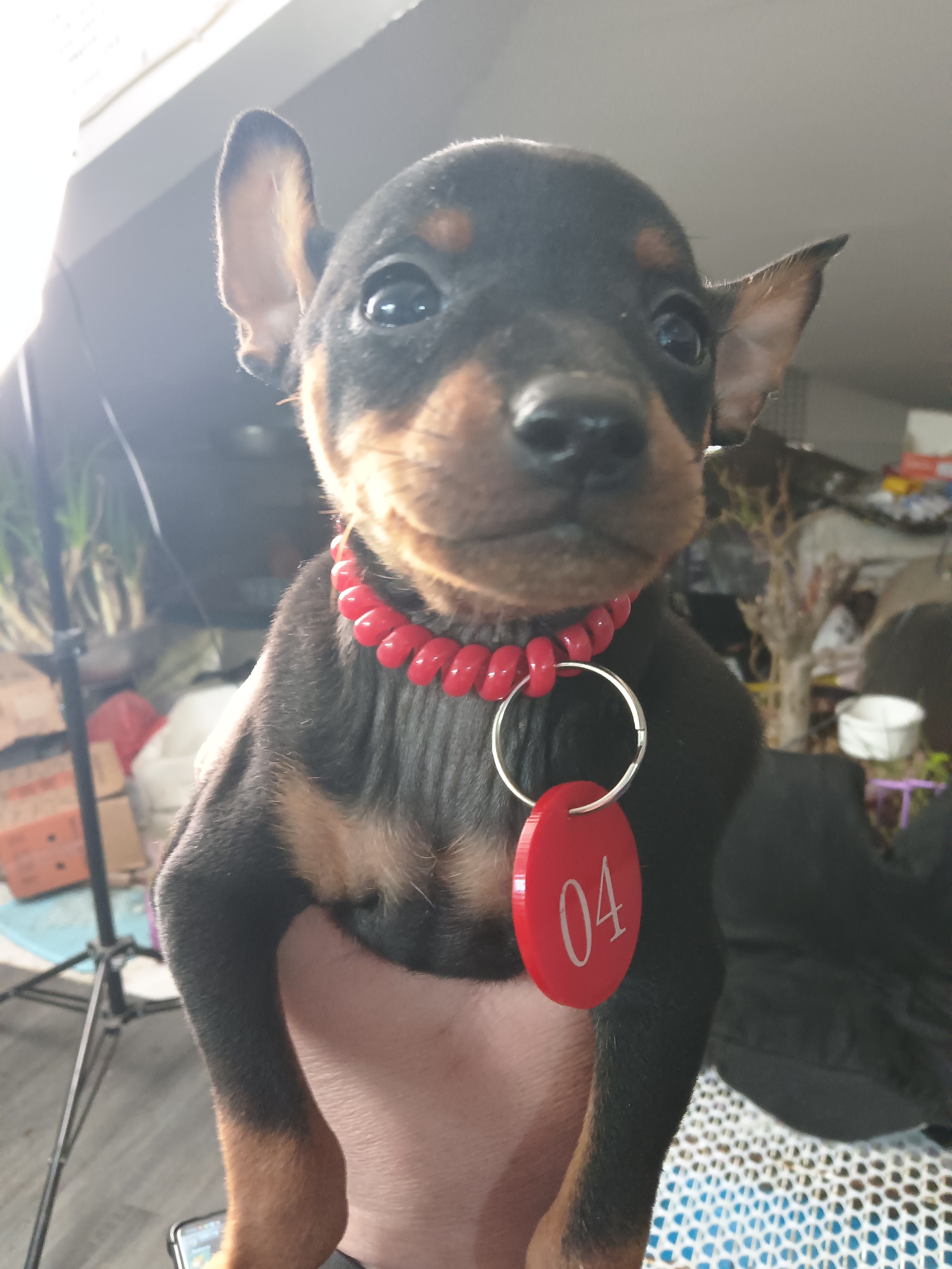 宠物塑料号码牌定制定金