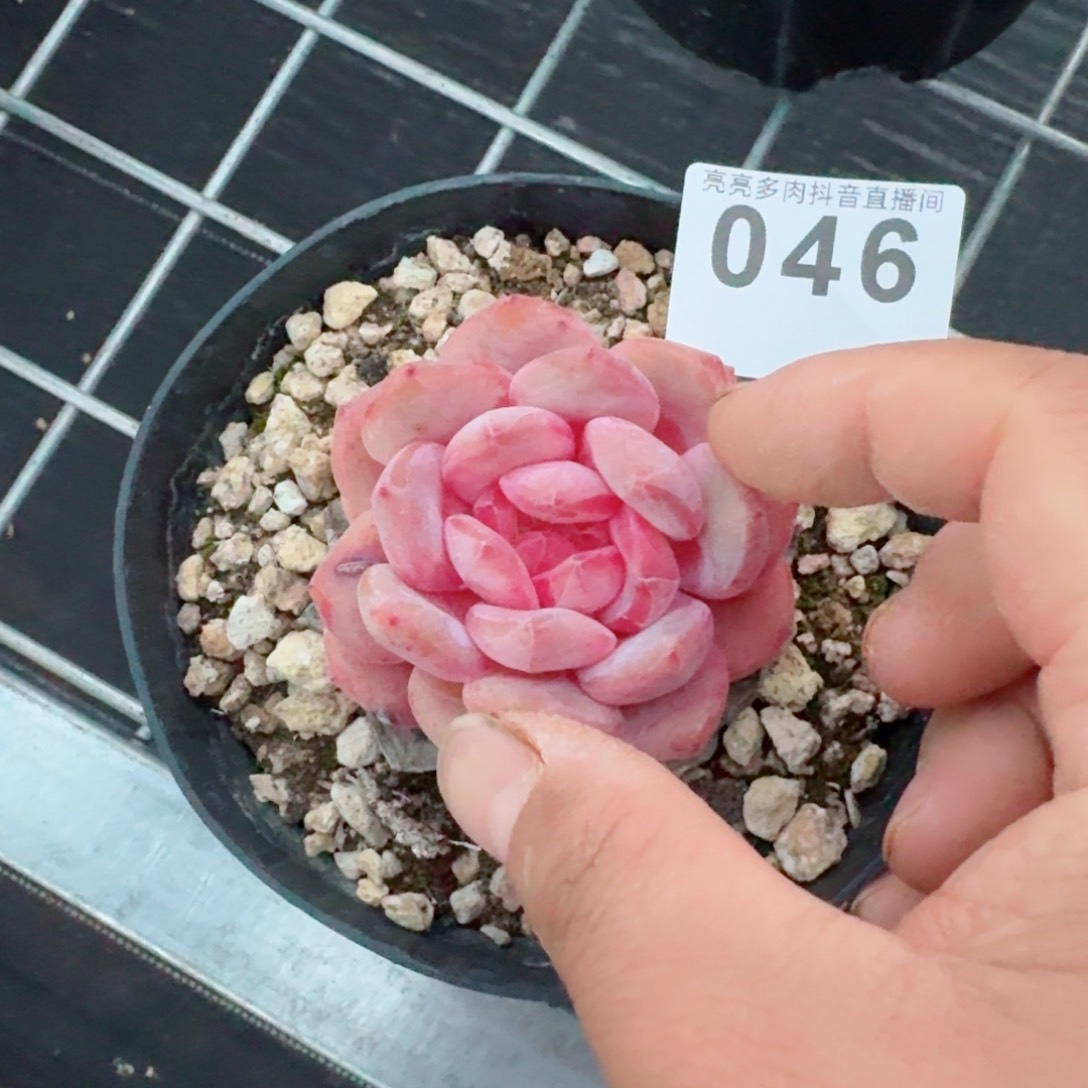 牛逼魄心星影多肉植物