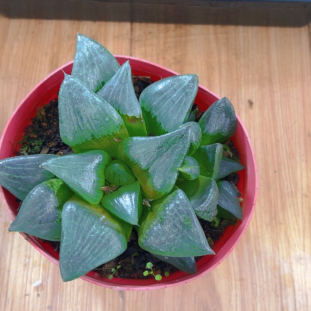 红盆啊寒湖母本玉露双头1