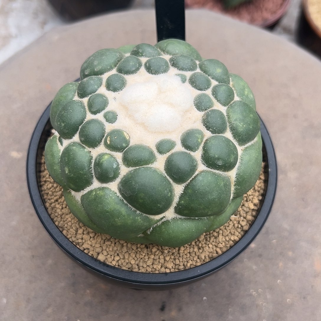 d***.自根无刺象牙带盆土