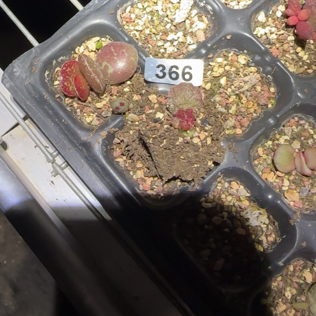 •***阿巴拉古果果裹多肉