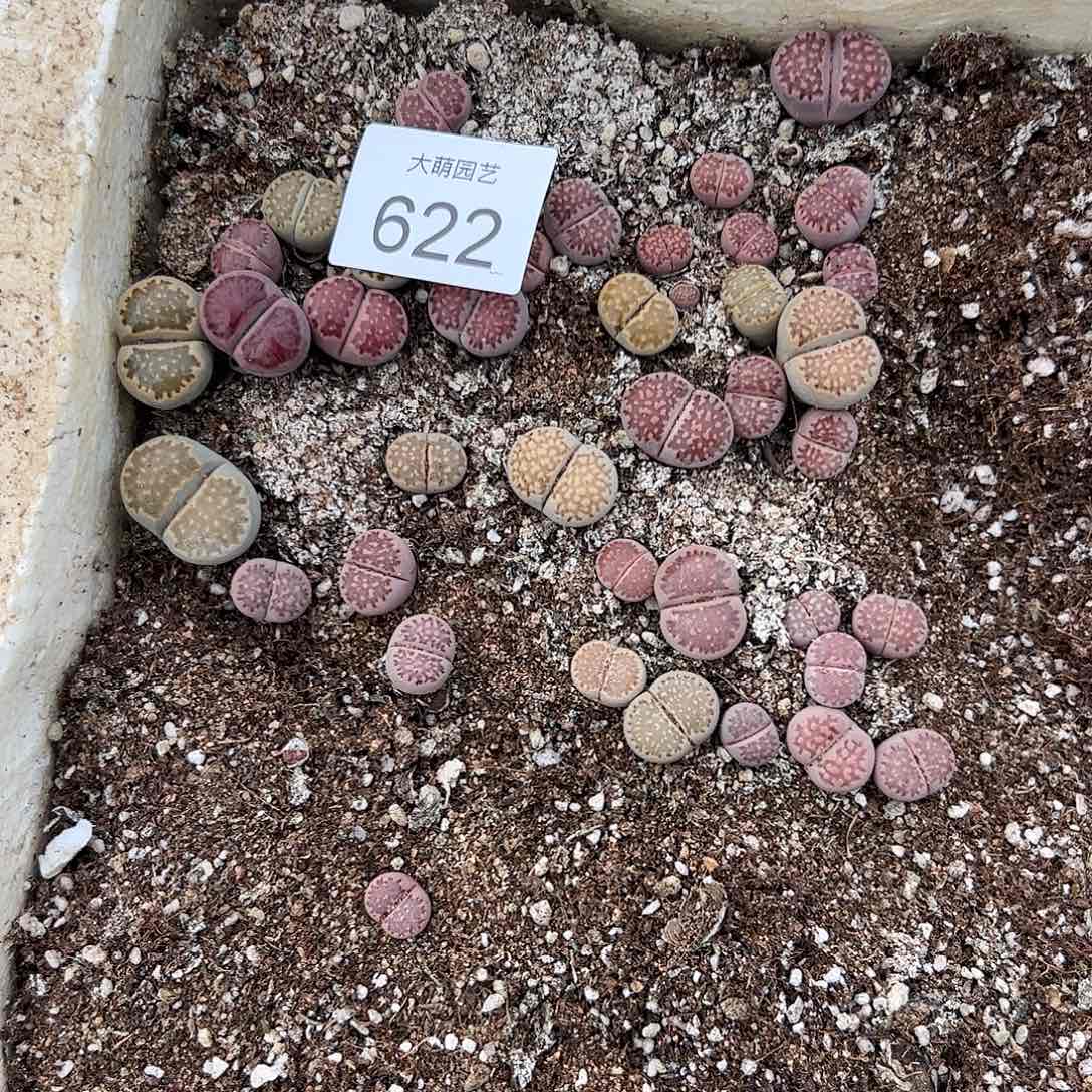 清框脱土发个别腿长有疤。   622