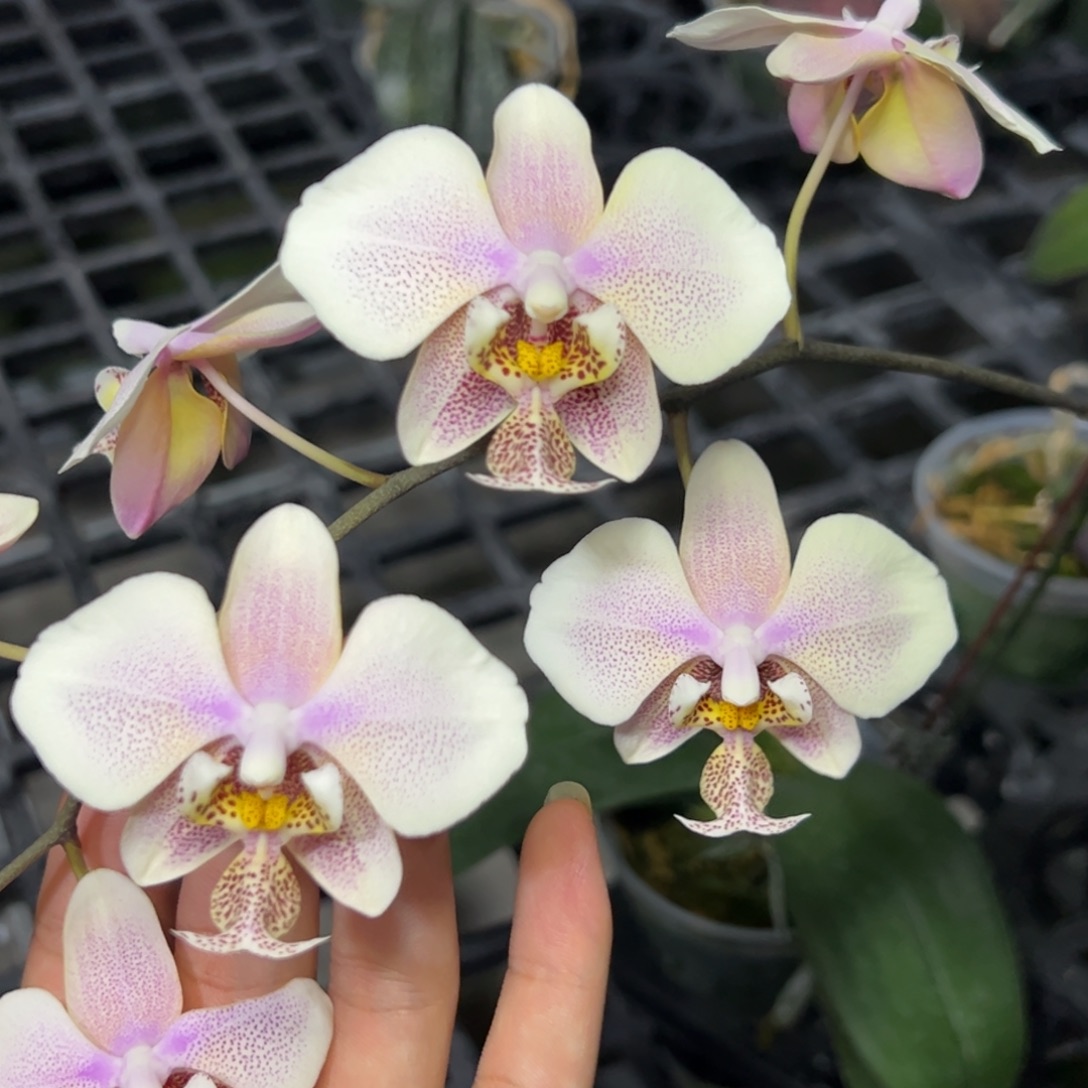 完全开放l510三寸ys1195