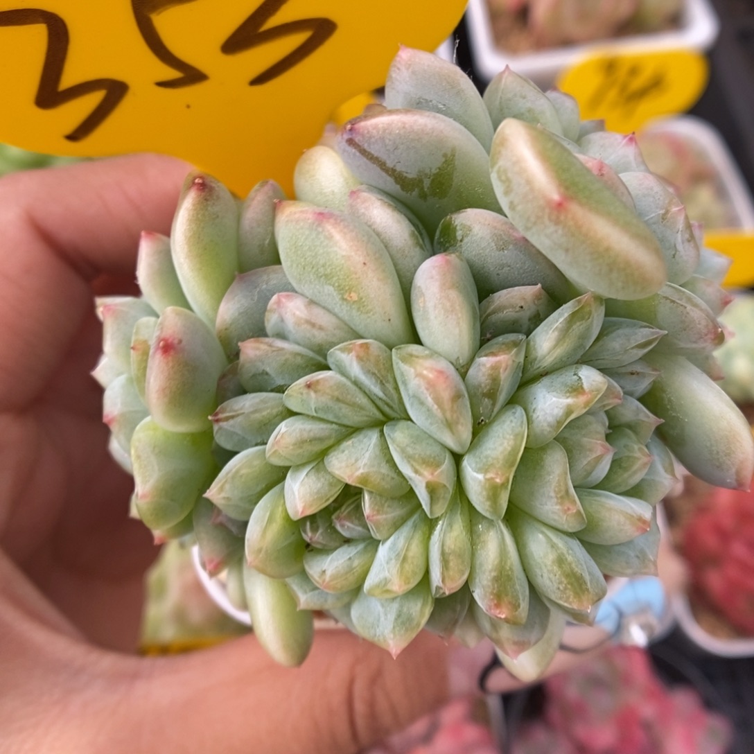 纸鸢群生353号。    