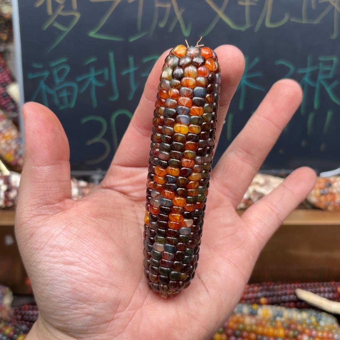 柏香籽/百香籽吊坠瑜**