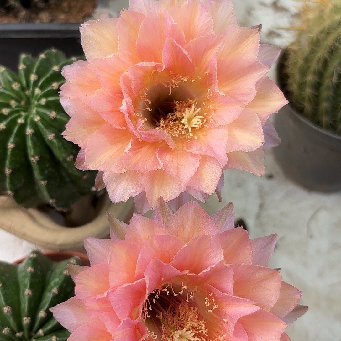 彩草1-53号侧牙4公分