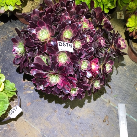 金丝确多肉植物法师不包损576