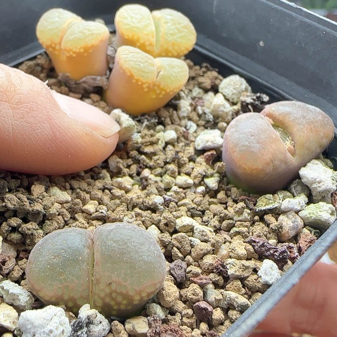 葡*?脱土发货哦24204