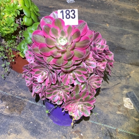 粉女巫多肉植物法师不包损