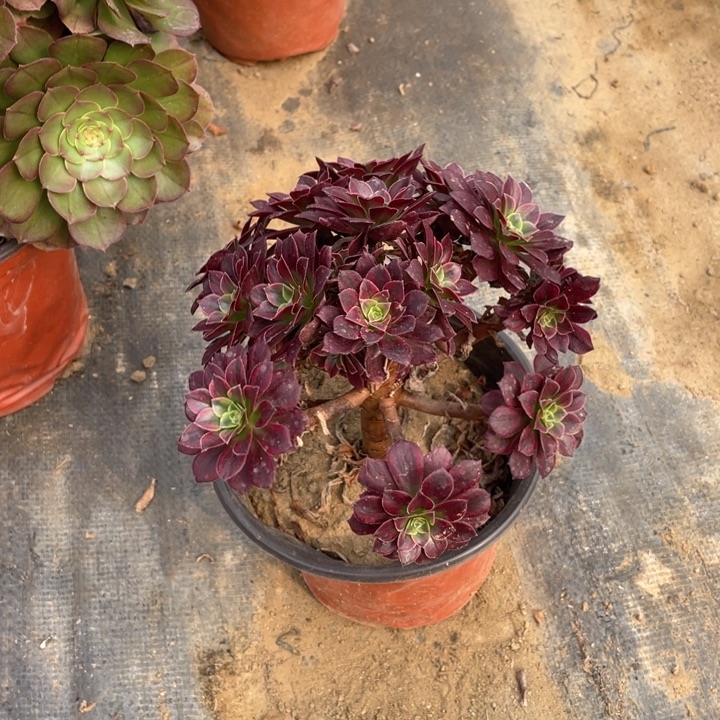 124安娜会断枝法师断枝不售后