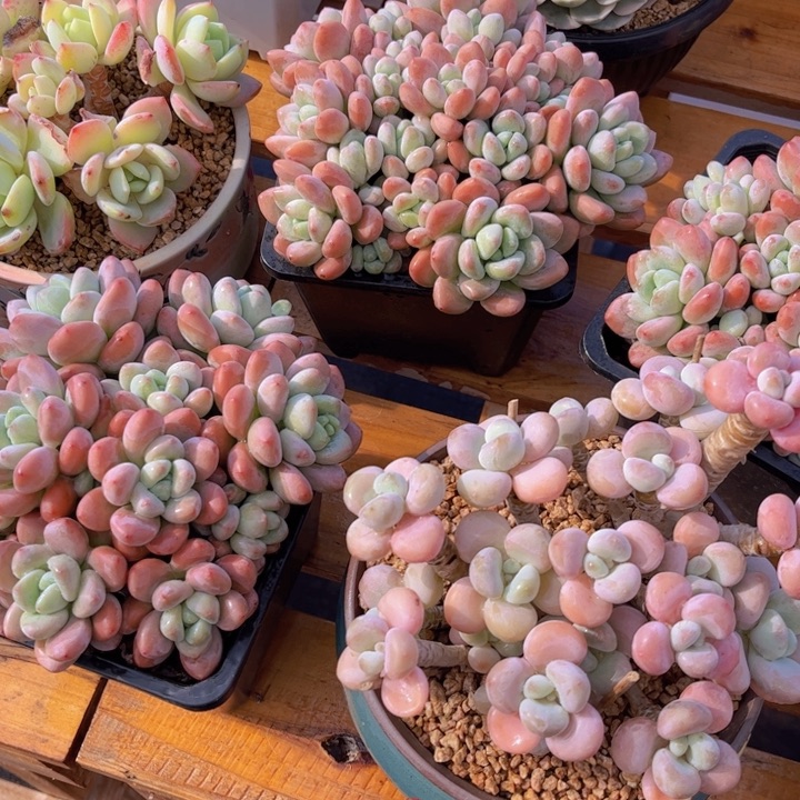 释*美慕花返回，一物一拍