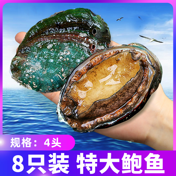 【山东发货】2斤4头/斤特大鲍鱼2斤共有8只肉厚个大顺丰发货