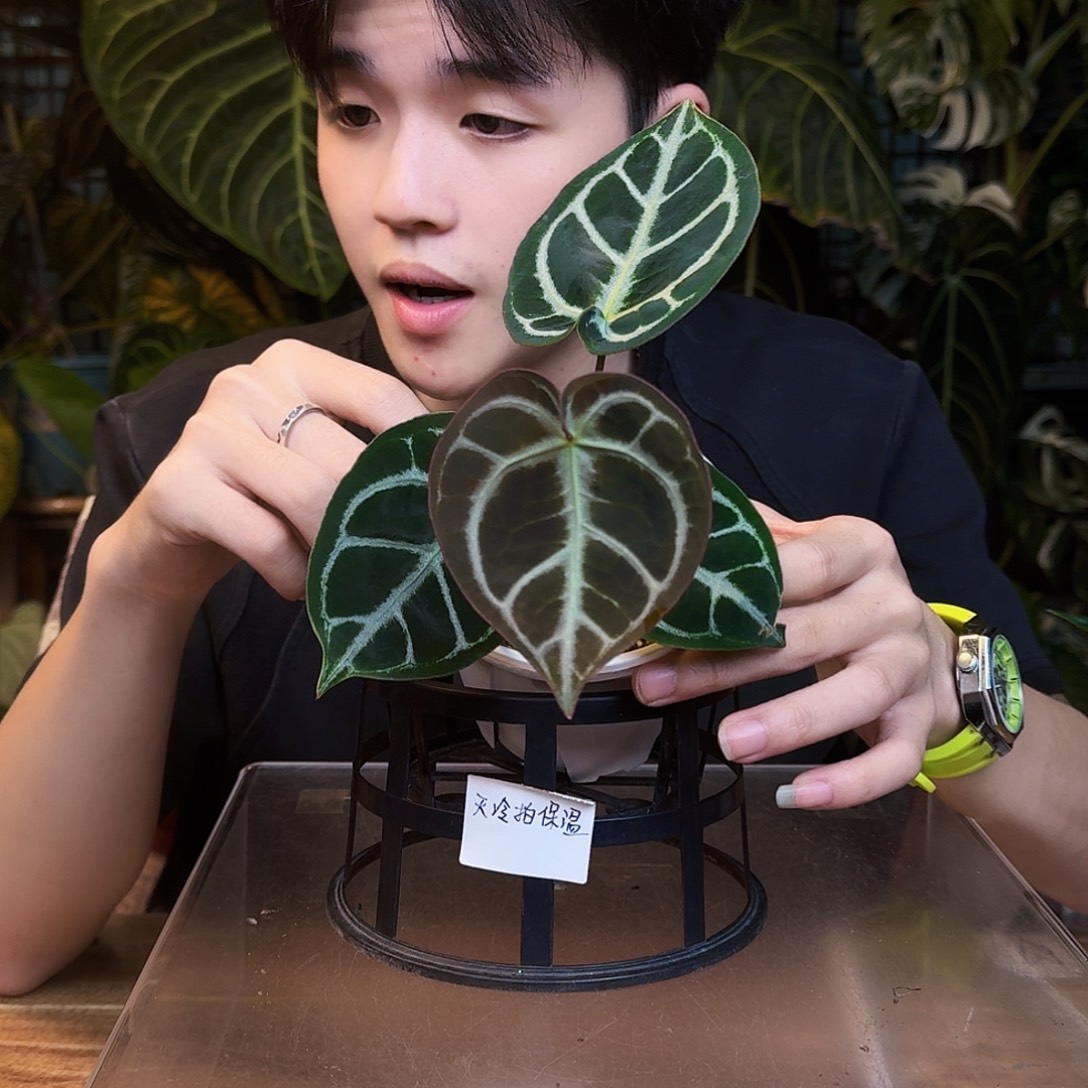 完全开放V132圆脸黑泡泡杂skg银