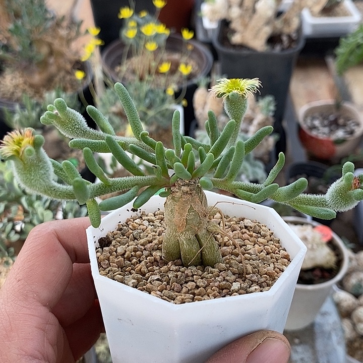 6015淡清霜一一一一一一一带盆