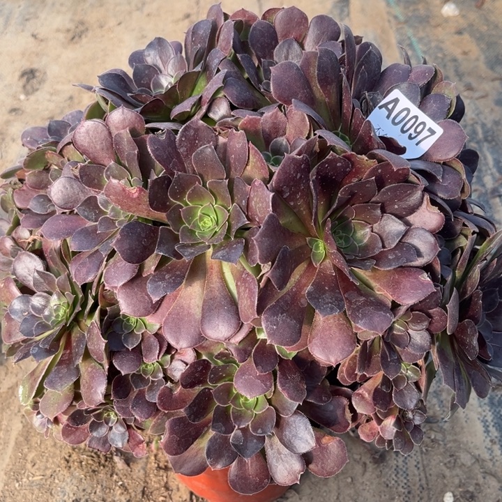 097 多肉法师不包断枝