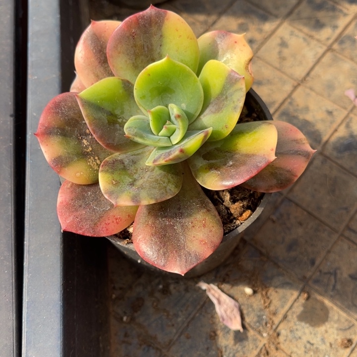 秋可园艺 布鲁门卡锦