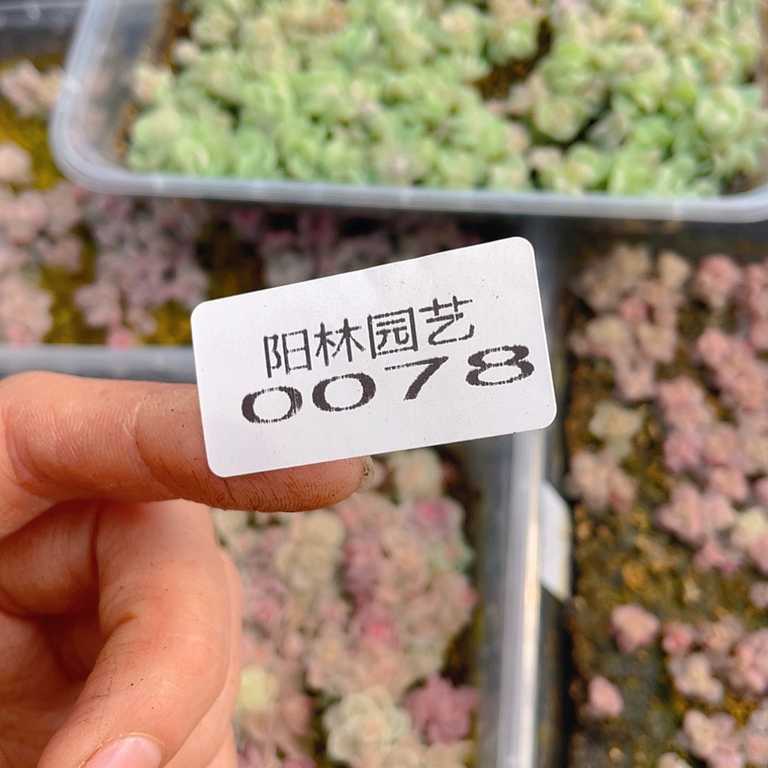 暖***y多肉植物多肉植物78