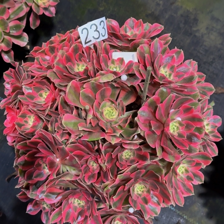 0000000233女妖多肉