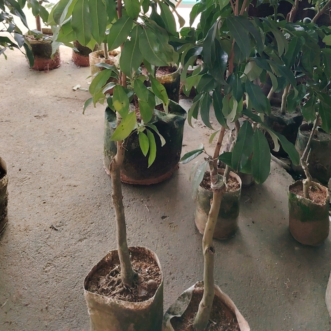 嫁接荔枝树苗桂味无核冰荔仙进奉南北方种植果树苗盆栽