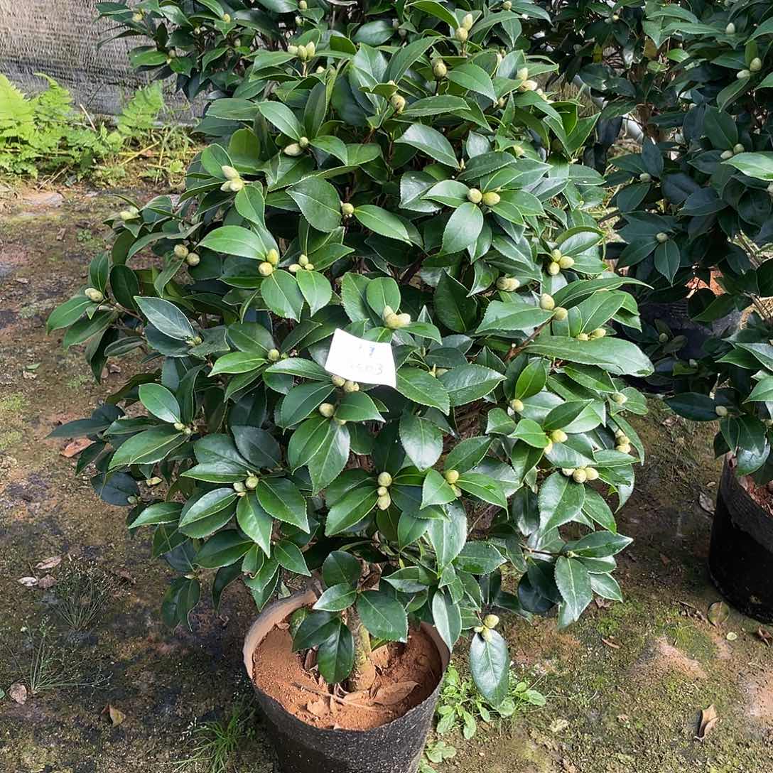 大***曲全部花朵五色赤丹