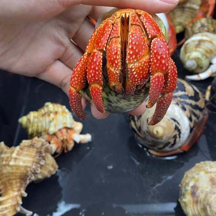 4.2口法拉利斐济草莓