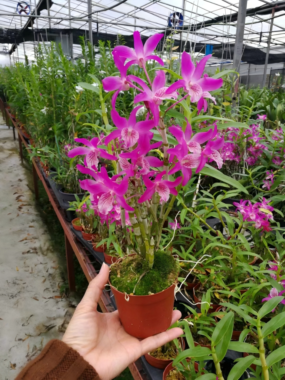 西施+ 口袋情人 春石斛兰花苗室内外好养绿植花卉