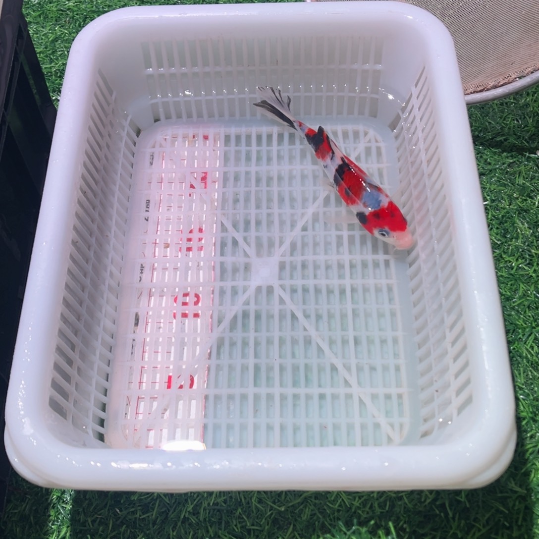 锦鲤锦鲤观赏鱼666