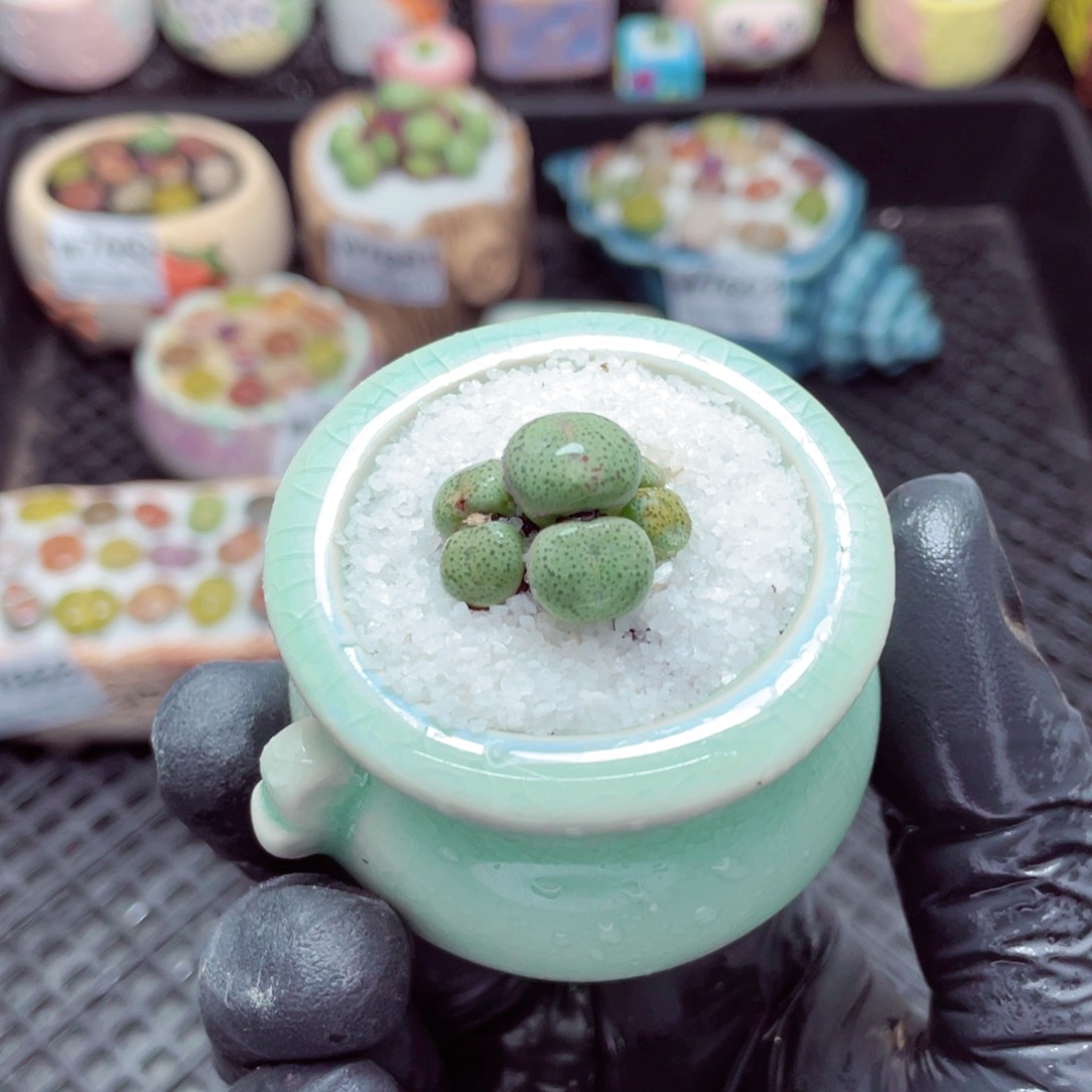 w7667--带盆土发货，零下地区拍保温箱