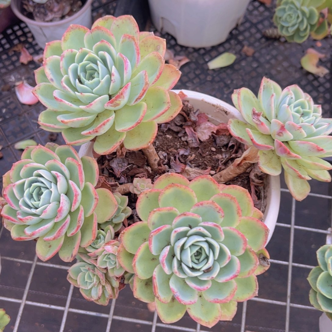 哈密瓜四大头起发