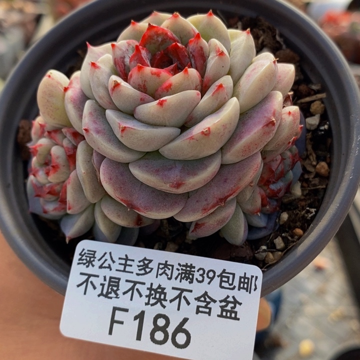 天鹅绒7cm186多肉植物
