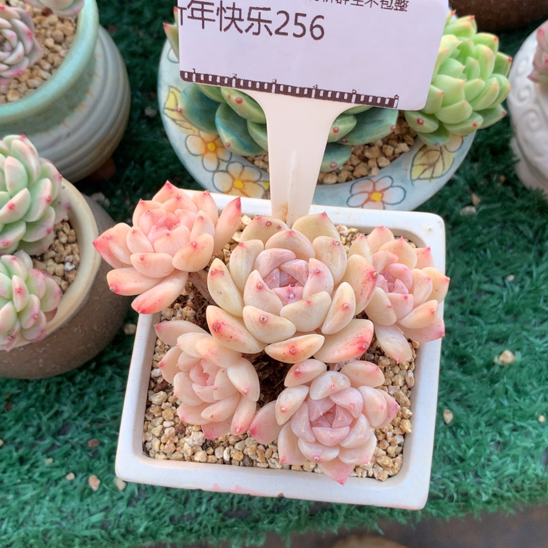 冰魄老桩自然群多肉