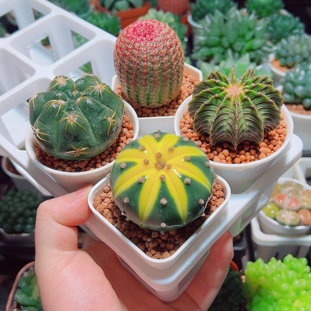 星兜锦红太阳肋骨海王原盆土