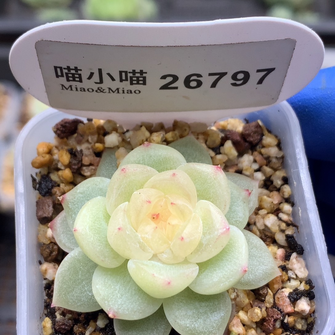 多肉植物杂交珍妮