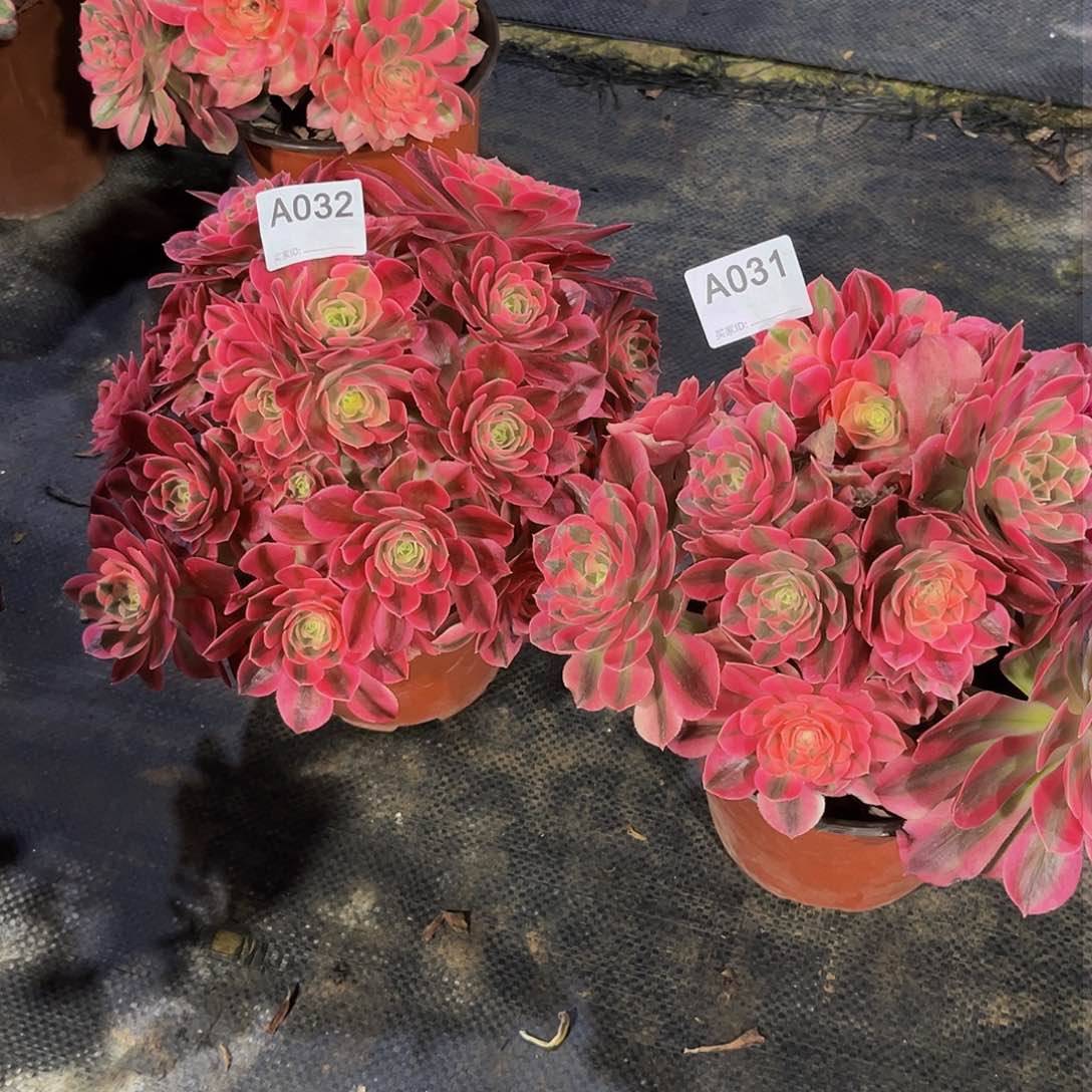 粉女巫多肉植物031032