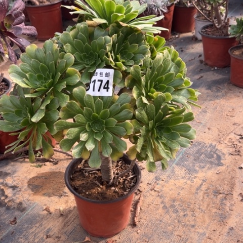 174原始绿不包断枝