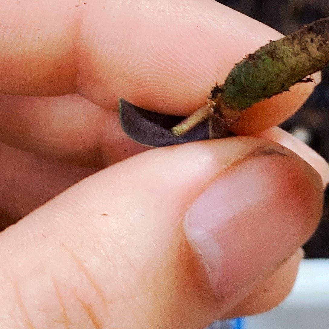 兰***花完全开放健健康康快快乐乐