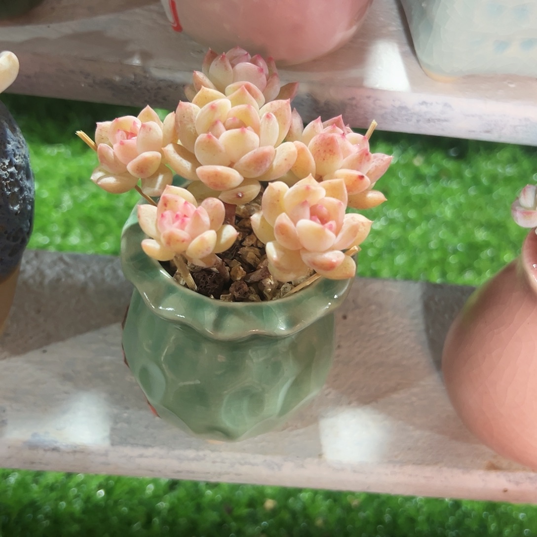 多肉植物老桩萌肉