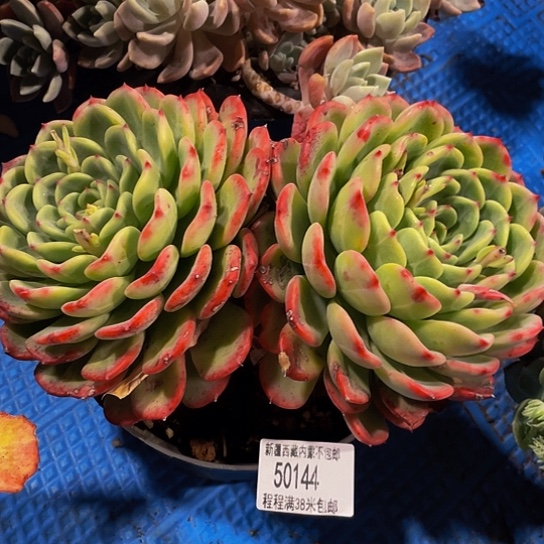 嘟**妞十里桃花50144多肉