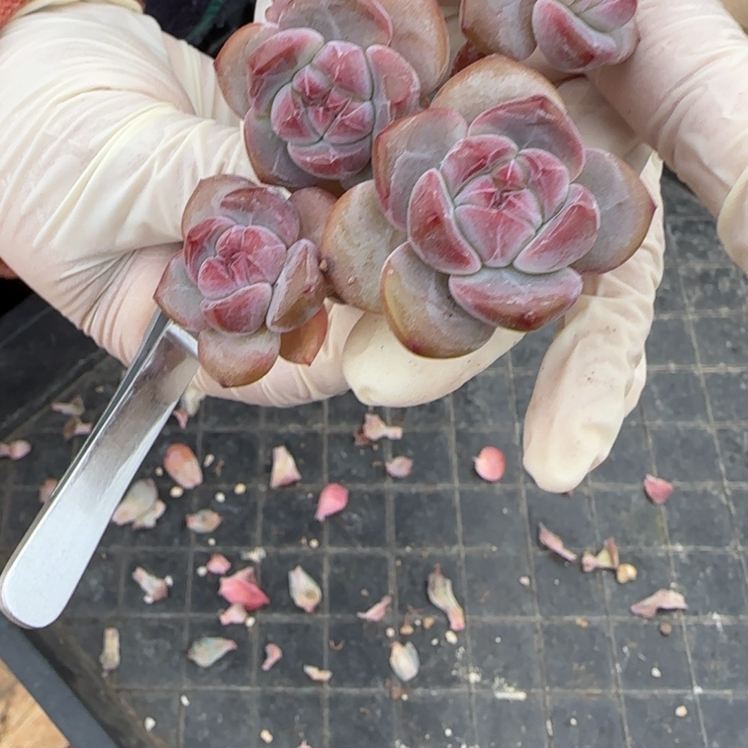 ****婷婷婷突尼斯发货多肉