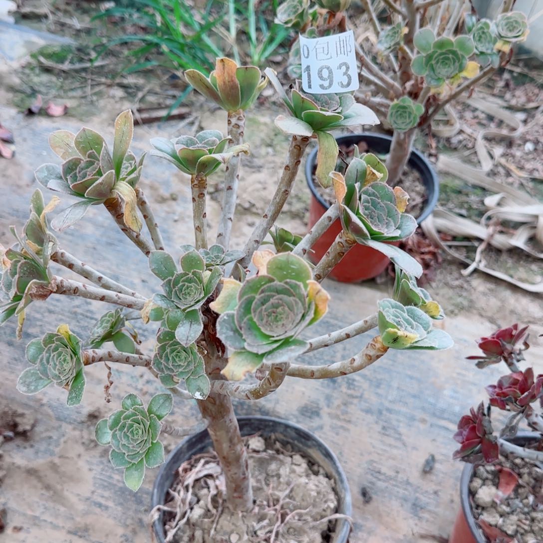 绿豆193满20包邮断枝不包