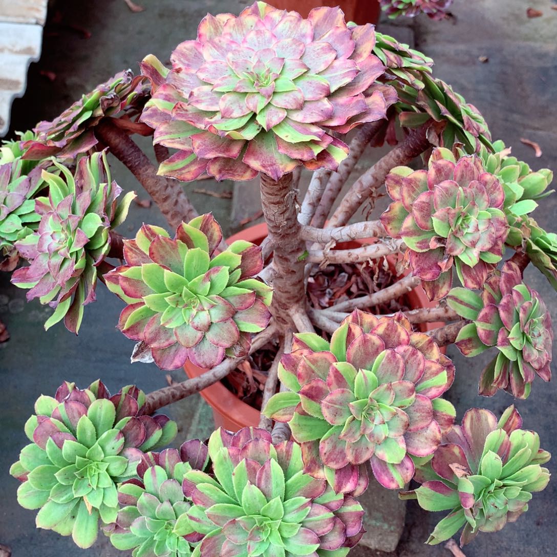 缘***梦福利粉黛，多肉植物的