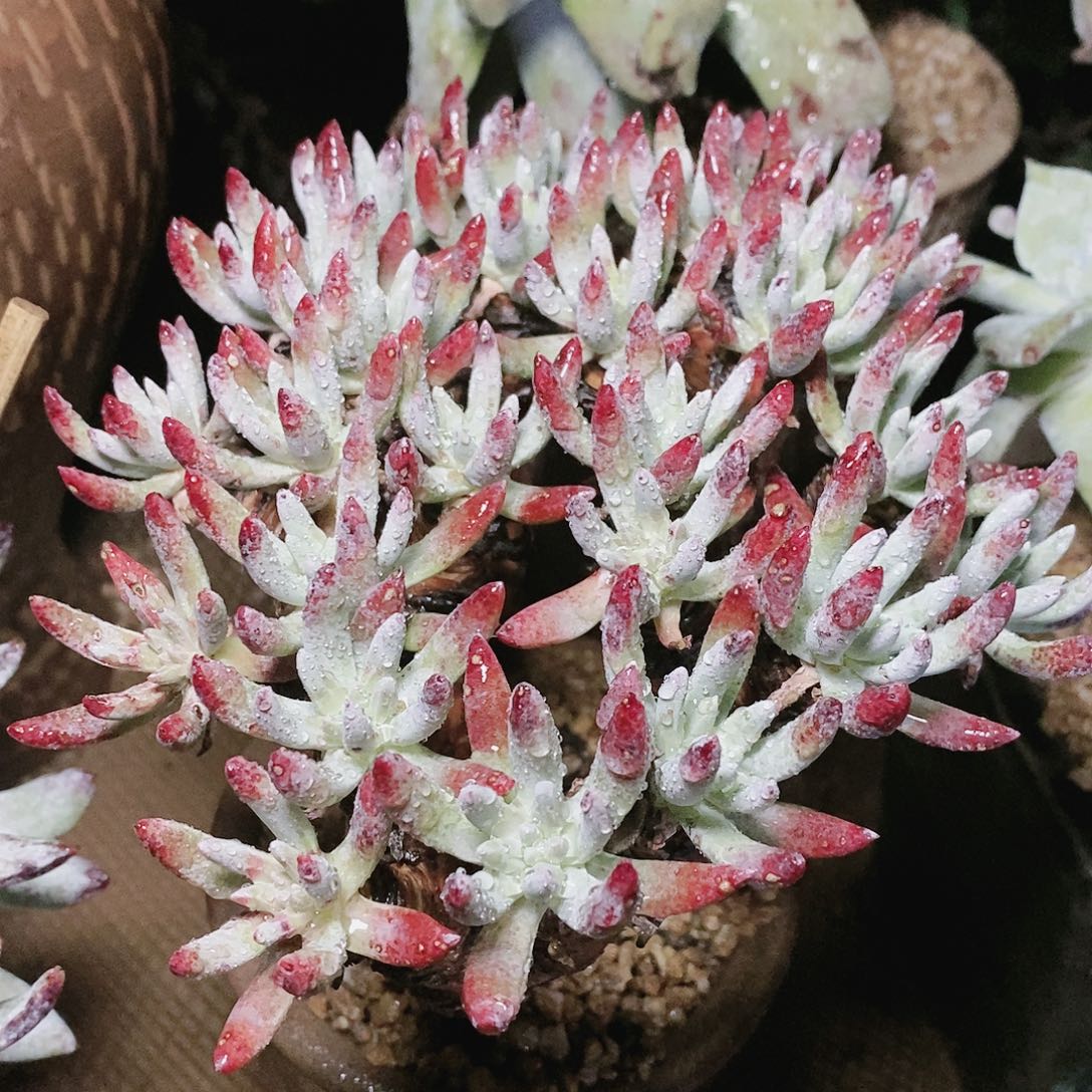 【闪购商品】白鹭多肉2025