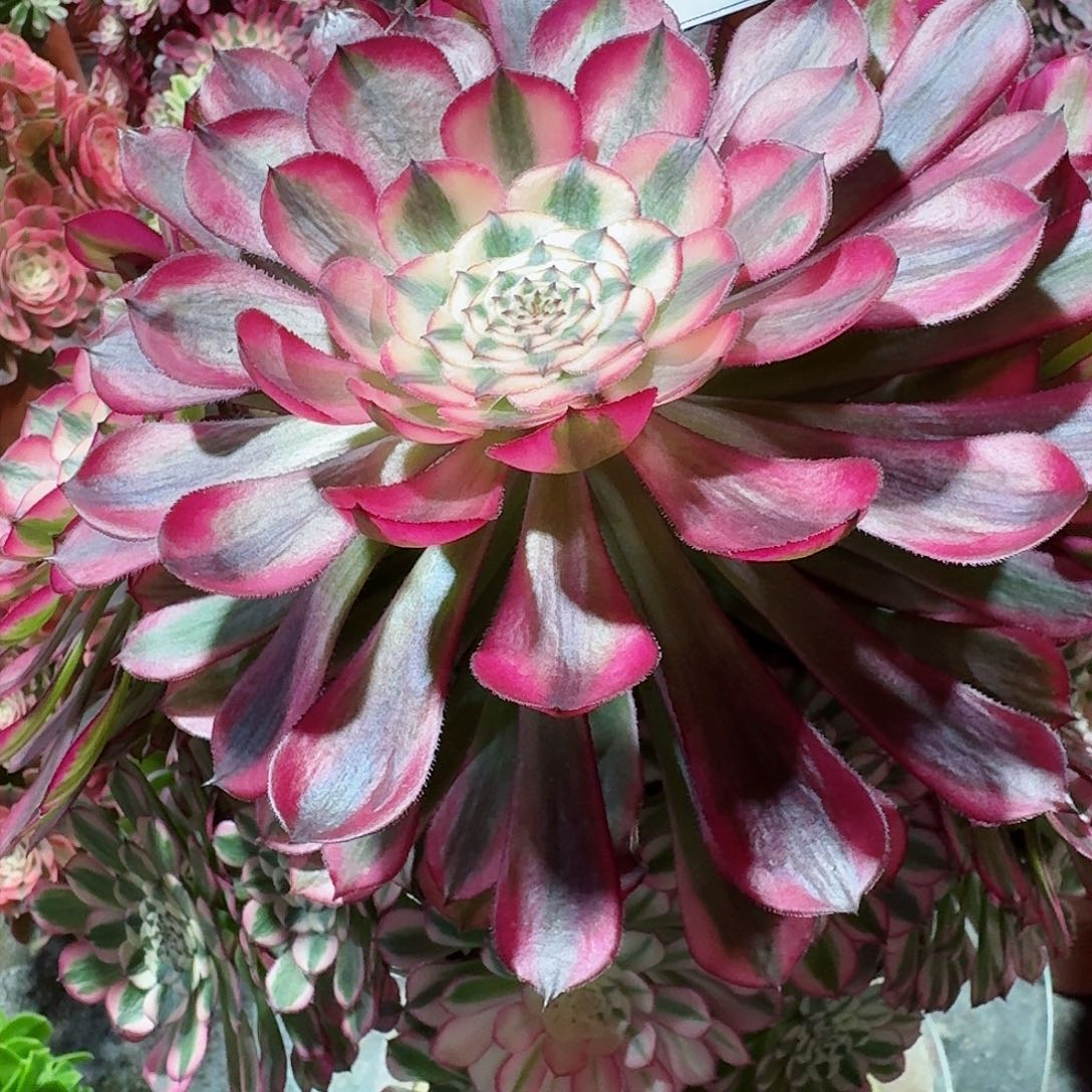 红铜白法师老桩子111